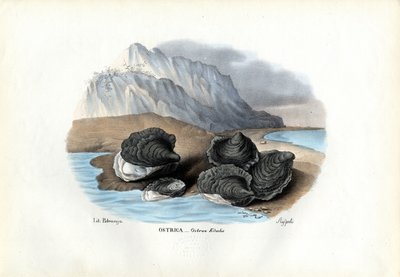 Mussels, 1863-79 by Raimundo Petraroja
